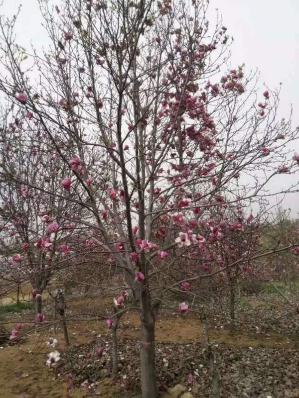 紫玉兰开花图片