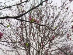 紫玉兰价格 2022年紫玉兰的新价格 