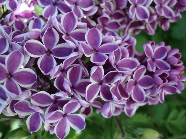丁香花的花语是什么?