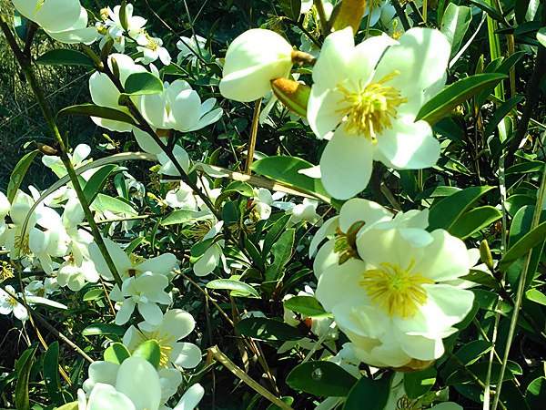 丁香花品种都有哪些 常见问题 江苏沭阳长景园林苗木场