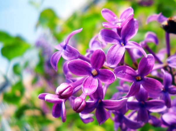 紫丁香和丁香花是同一种花吗 常见问题 江苏沭阳长景园林苗木场