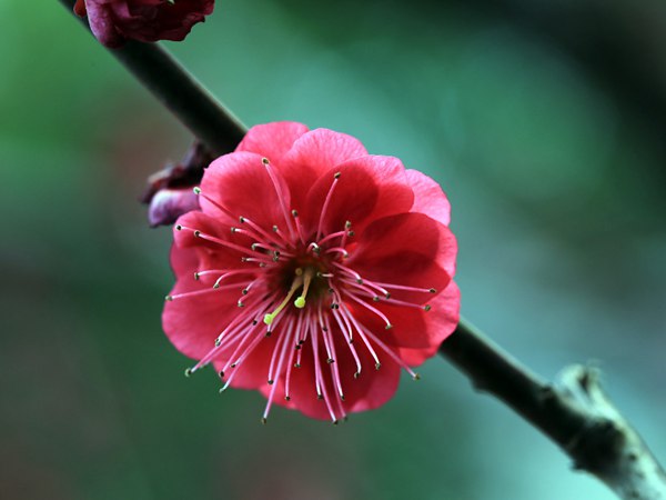 红梅花一般什么时候开花？