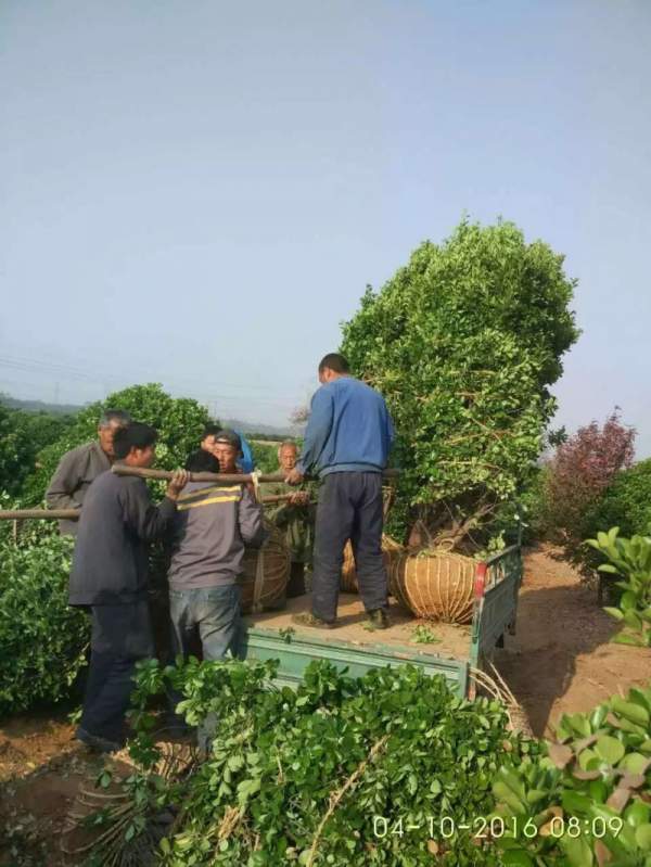 大叶黄杨球 大叶黄杨球