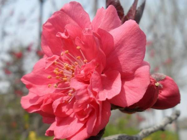 红叶碧桃花