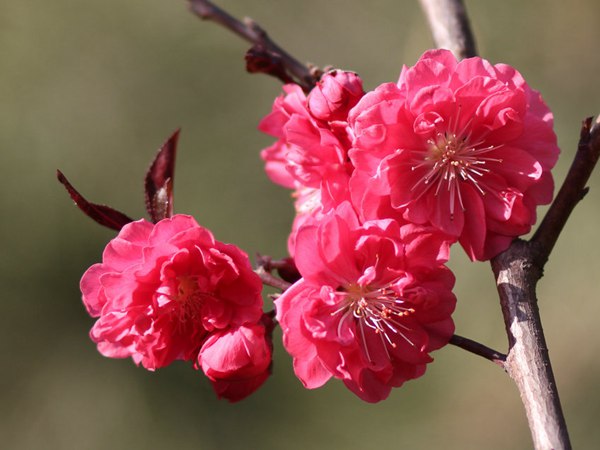 什么花什么实成语_草什么花什么成语(3)