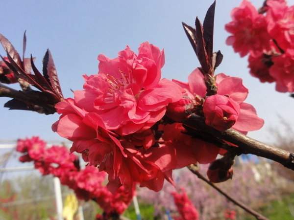 红叶碧桃是用什么嫁接的?