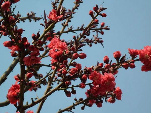 红叶碧桃花期有多长，几月份开花？