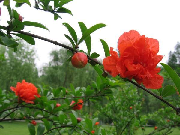 花石榴和果石榴有哪些区别 常见问题 江苏沭阳长景园林苗木场