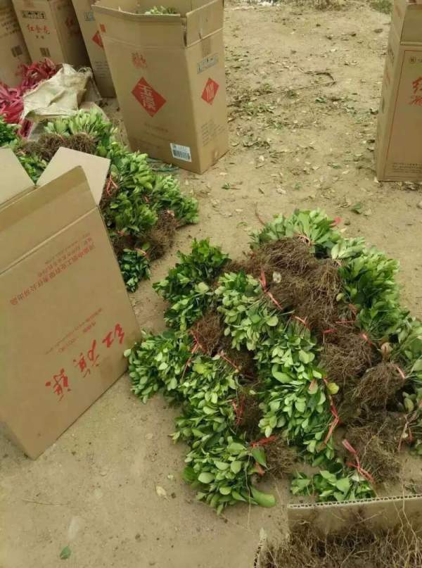 大叶黄杨苗