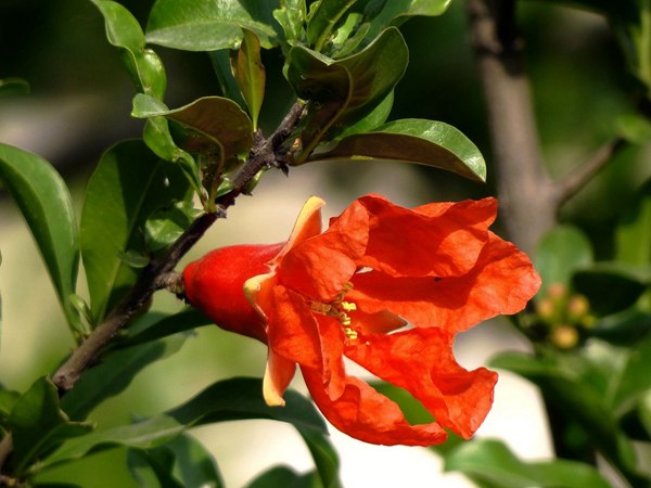 花石榴的花期、果期是什么时候