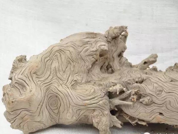 如何分辨崖柏与地柏,它们有什么不同?