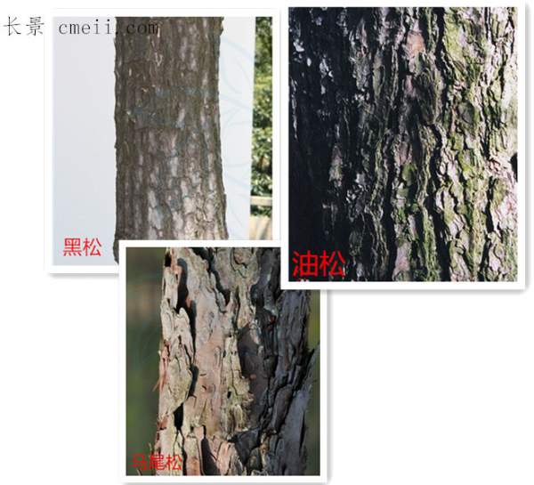 树皮区分