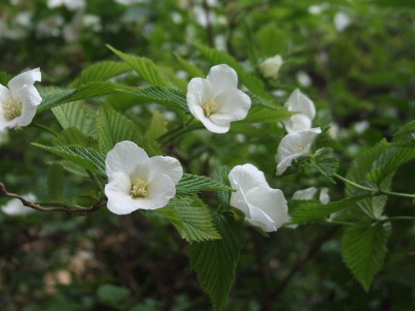 白花棣棠图片