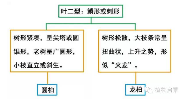 圆柏、刺柏、侧柏、柏木以及龙柏的简易识别法