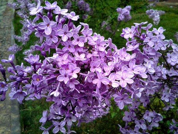 紫色的丁香花