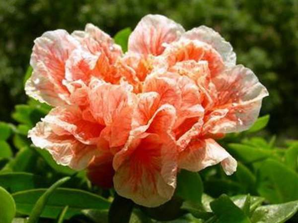 玛瑙石榴花 玛瑙石榴花
