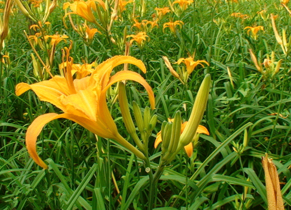 黄花菜的种类及图片图片