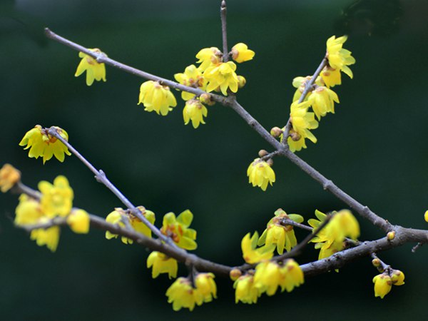 腊梅花