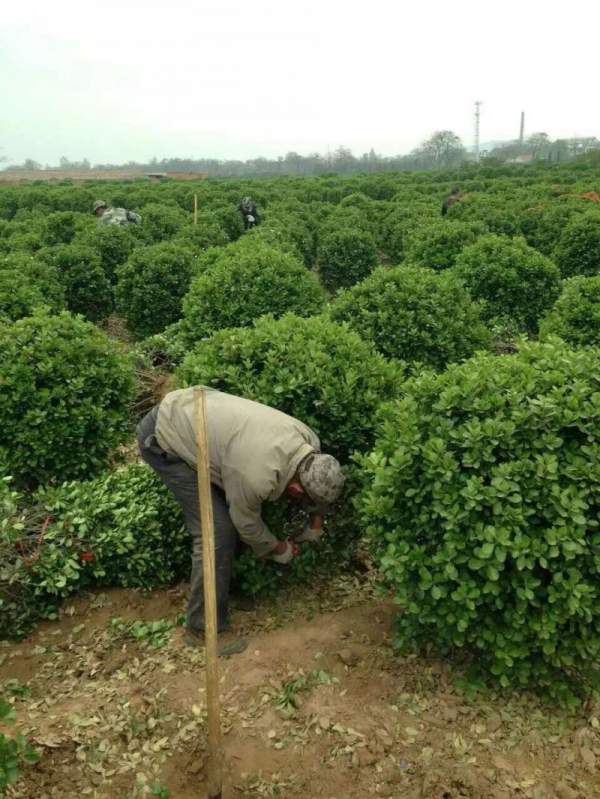 大叶黄杨移栽