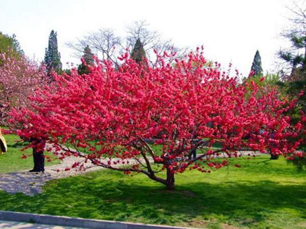 红叶碧桃在园林绿化中都有哪些用途？