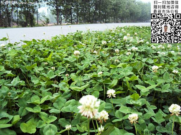 白三叶牧草