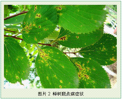 斑点病 斑点病