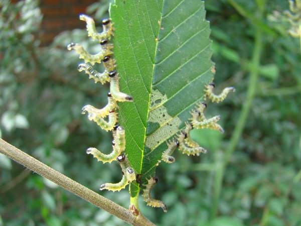 榆叶蜂 榆叶蜂
