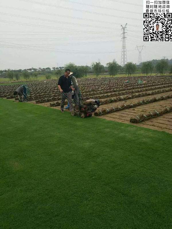 天堂草草坪基地图片