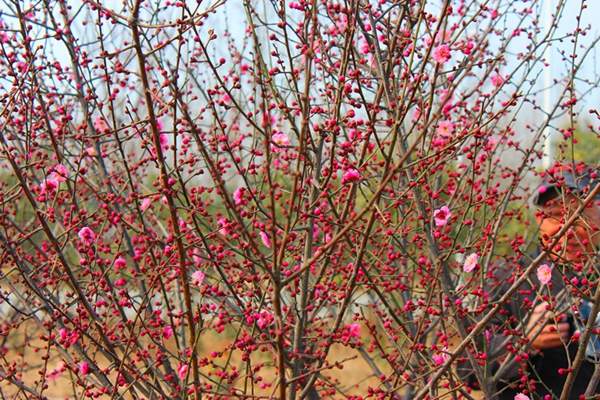 春季即将盛开的红梅树
