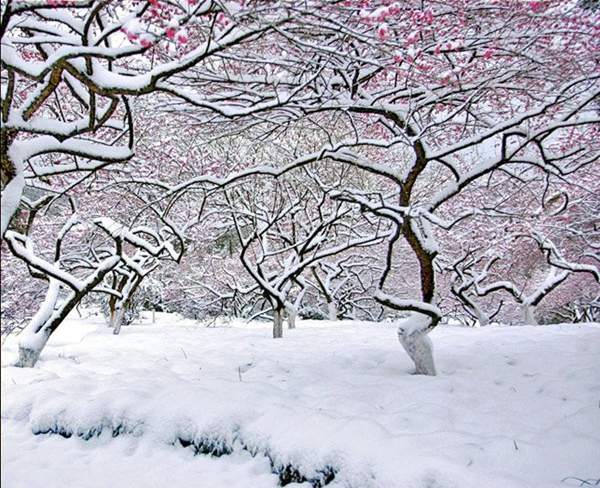 冬季里的红梅树