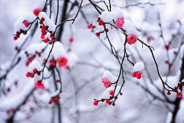 严寒中花开的红梅