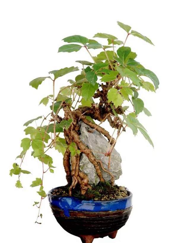爬山虎可以做成哪些造型盆景