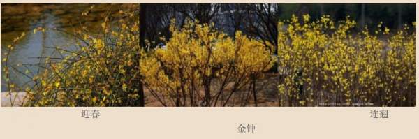 迎春花、金钟和连翘如何区分?