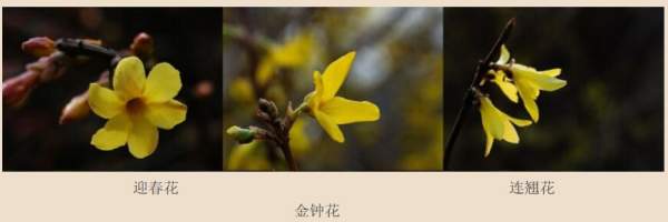 迎春花、金钟和连翘如何区分?