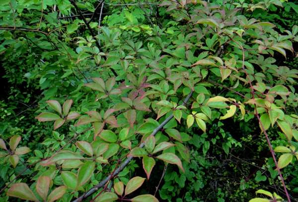 粉叶爬山虎 粉叶爬山虎