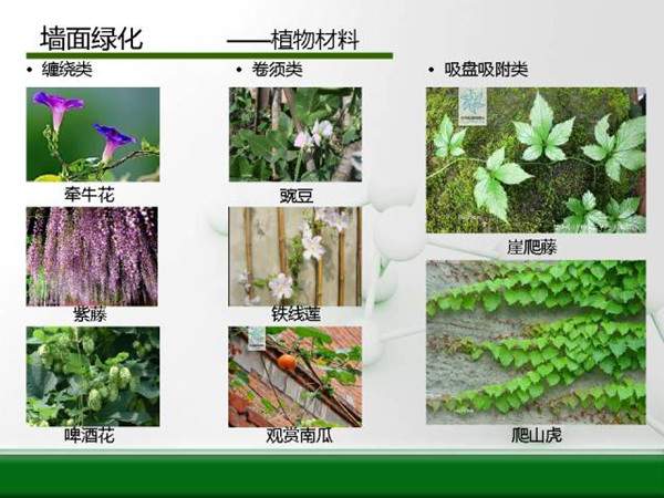 墙面绿化-植物材料