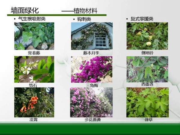 墙面绿化--植物材料花灌木