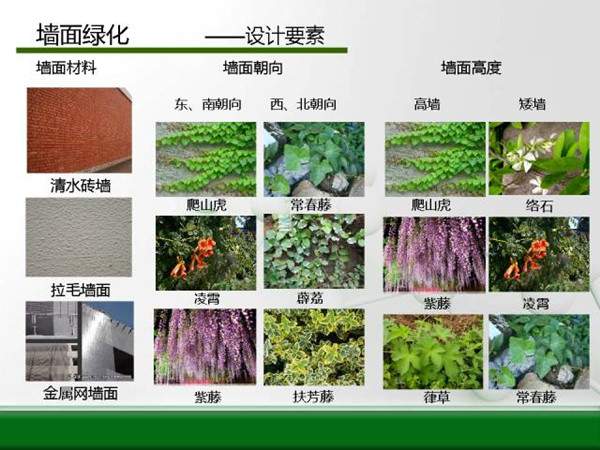 墙面绿化-设计要素