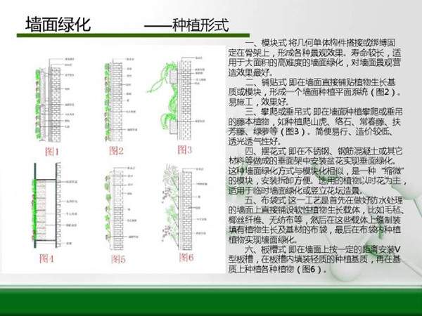 墙面绿化--种植形式