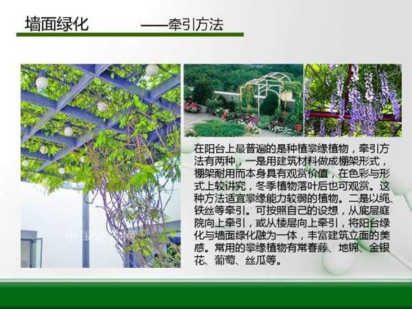 墙面绿化--牵引方法