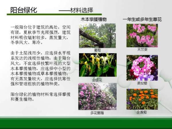 阳台绿化--材料选择 阳台绿化--材料选择