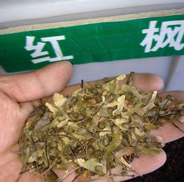 红枫 种子 红枫 种子