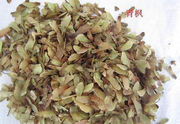 青枫种子 青枫种子