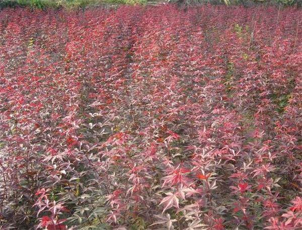 红枫小苗 红枫小苗
