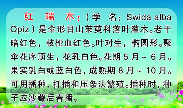 红瑞木简介 红瑞木简介