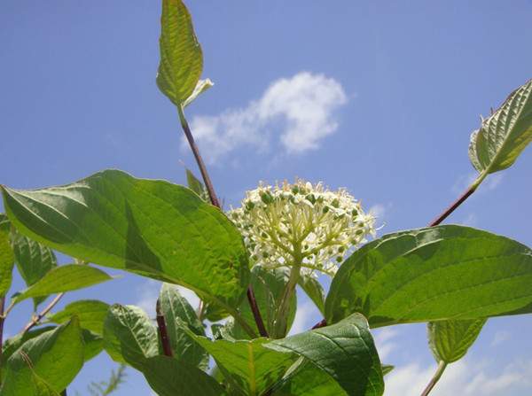 红瑞木花-长景园林 红瑞木花-长景园林