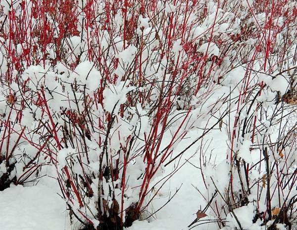 冬季的红瑞木
