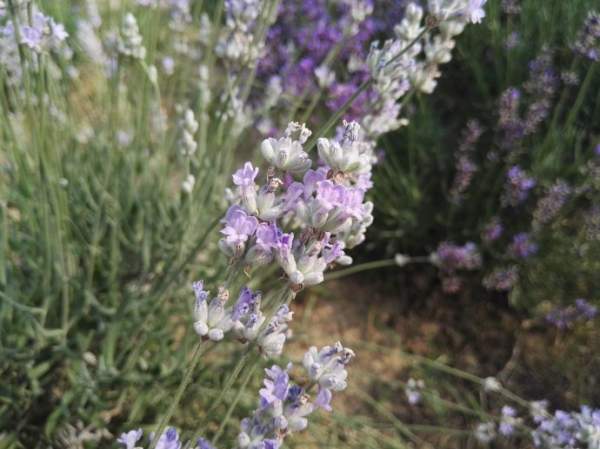 白花薰衣草 白花薰衣草