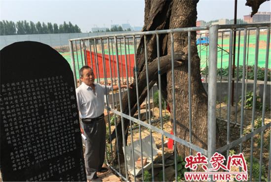 1100年古槐树 1100年古槐树
