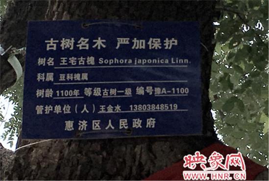 1100年古槐树 1100年古槐树